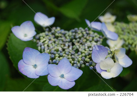 心血來潮 繡球花 繡球 226704