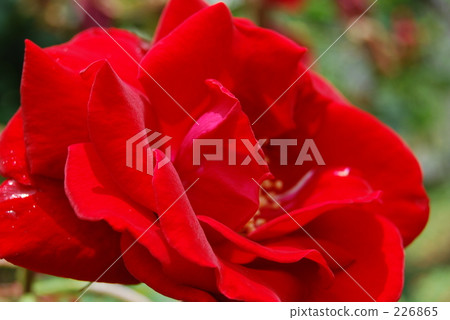 榮譽 敬重 尊重 226865