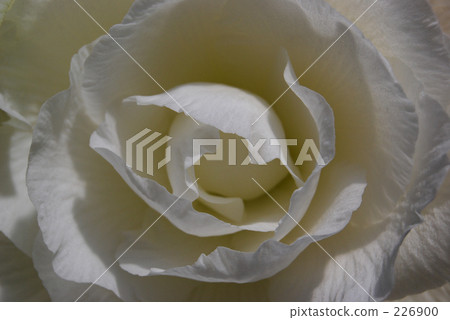 flower petal, bulbou, flower bulb 226900