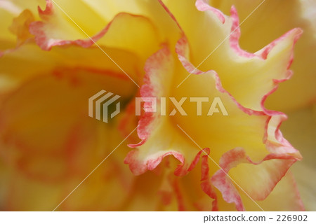 花瓣 花花瓣 球莖 226902