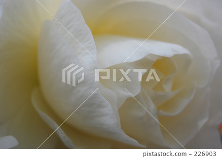 flower petal, bulbou, flower bulb 226903