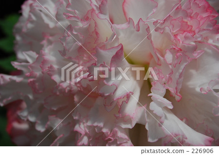 flower petal, bulbou, flower bulb 226906