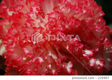 花瓣 花花瓣 球莖 226907