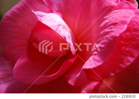 花瓣 花花瓣 球莖 226910