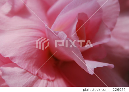 flower petal, bulbou, flower bulb 226923
