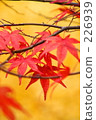 maple, yellow leafe 226939