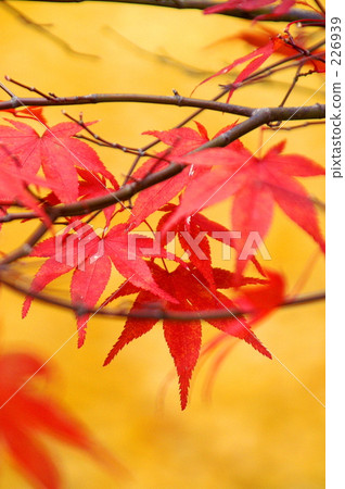 maple, yellow leafe 226939