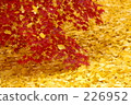 maple, yellow leafe 226952