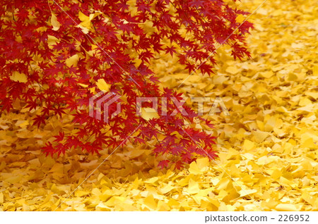 楓樹 紅楓 楓葉 226952