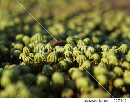 marchantia polymorpha, liverwort, marchantia 227141