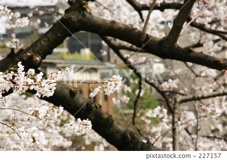 植物 植物學 植物的 227157