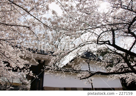 cherry-blossom viewing, nippon, crowd of people 227159