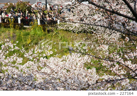 crowd of people, nippon, cherry-blossom viewing 227164