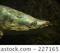 ancient fish, arapaima, the amazon river 227165