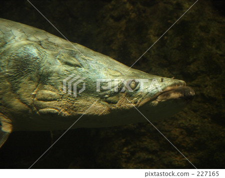 ancient fish, arapaima, the amazon river 227165