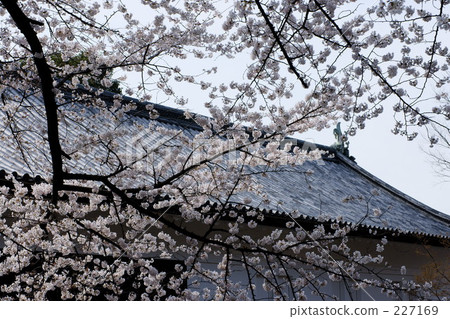 tayasumon, nippon, botanic 227169