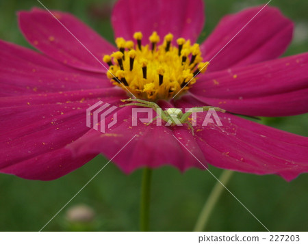 Hanagumo Hanagumo 227203