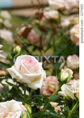 玫瑰床 玫瑰 薔薇 227485