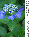 繡球花 花莖 剪影 227550