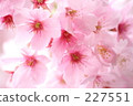 Cherry Blossoms   227551