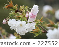 Double cherry blossoms 227552