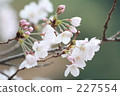 Cherry Blossoms   227554