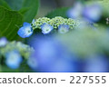六月 6月 大頭照 227555