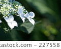 六月 6月 大頭照 227558