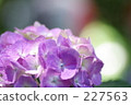 繡球花 花莖 剪影 227563