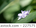繡球花 花莖 剪影 227575