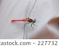 Red dragonfly 227732