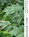 Green leaves 227772