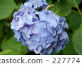 hydrangea 227774