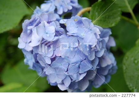  hydrangea 227774