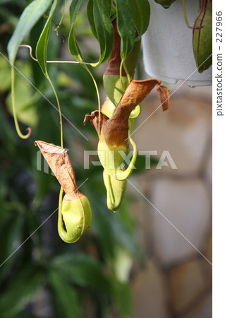 Ugubon Kuzura Ugubon Kuzura 227966