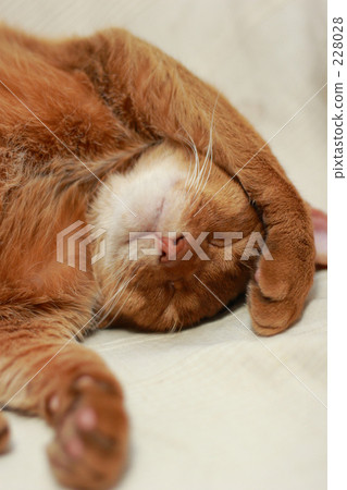 貓_002 貓_002 228028