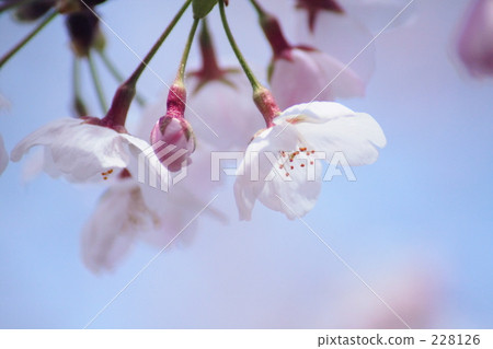 櫻花 櫻花 228126