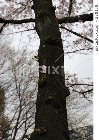 Cherry Blossoms	 228158