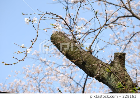 Cherry Blossoms	 228163