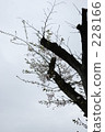 櫻桃樹 228166