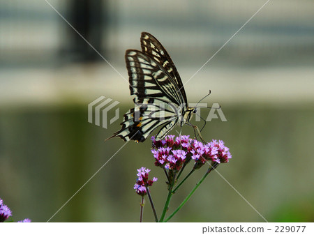 Butterfly Butterfly 229077