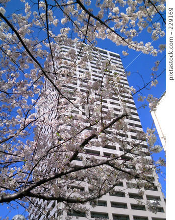 Cherry blossoms and office buildings Cherry blossoms and office buildings 229169