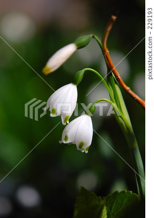 自然景色 四季景象 水仙谷百合 229193