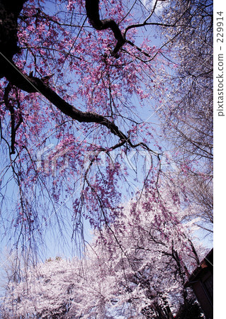 SakuraKeitsuya 229914