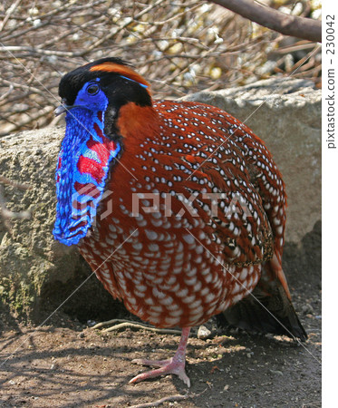 Benignikei apron 230042