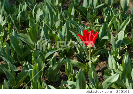 Single tulip Single tulip 230161