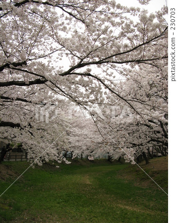 Cherry blossoms of Hachimantan burial mound Cherry blossoms of Hachimantan burial mound 230703