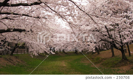 Cherry blossoms of Yawata volcano burial mound (2) Cherry blossoms of Yawata volcano burial mound (2) 230708