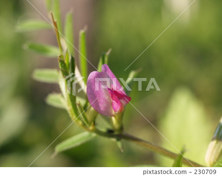 vetch, bean, petal 230709