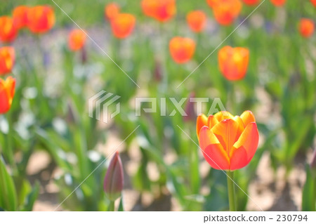 vibrant, shizuoka, flower park 230794